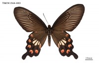 藏品(紅珠鳳蝶)的圖片